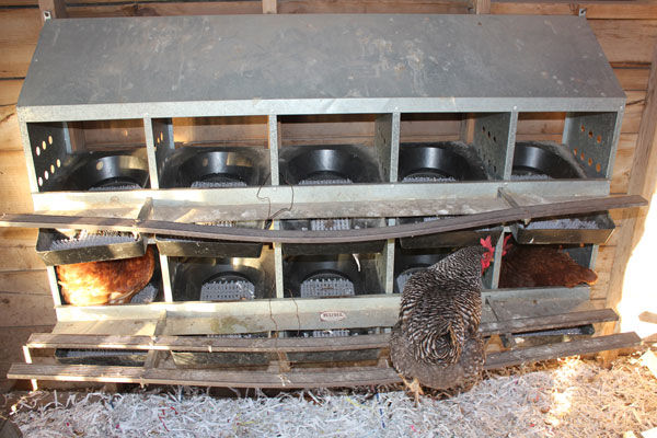 Poultry 101: Part 2 coop
